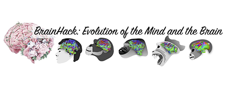 Brainhack in Padova: Evolution